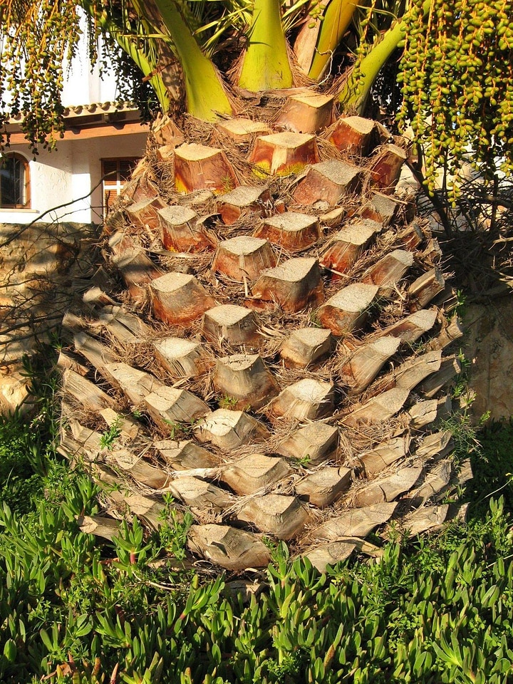 Palm tree 