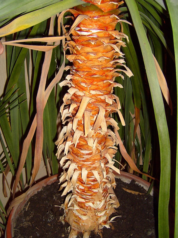 Palm tree trunk