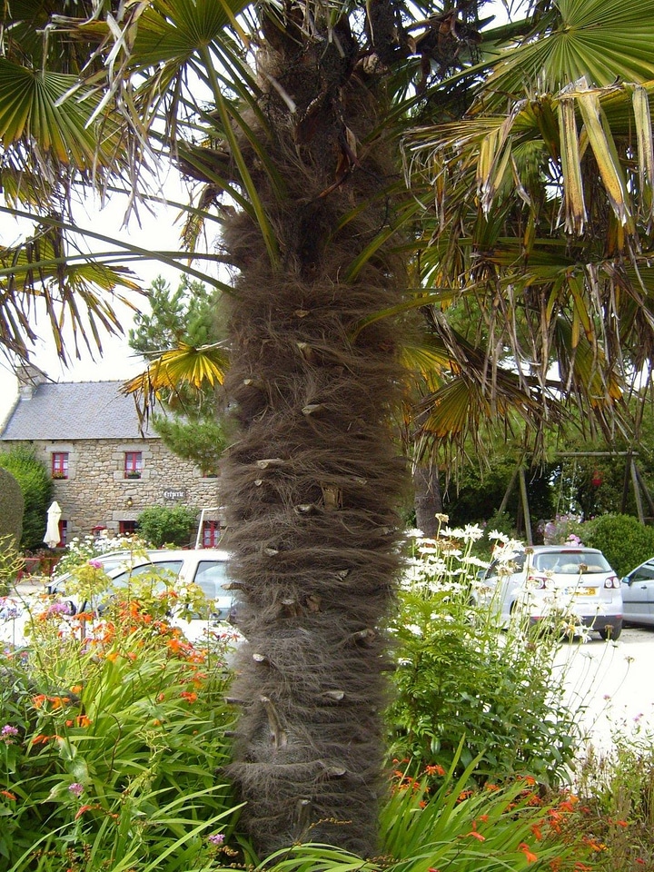 City palm tree
