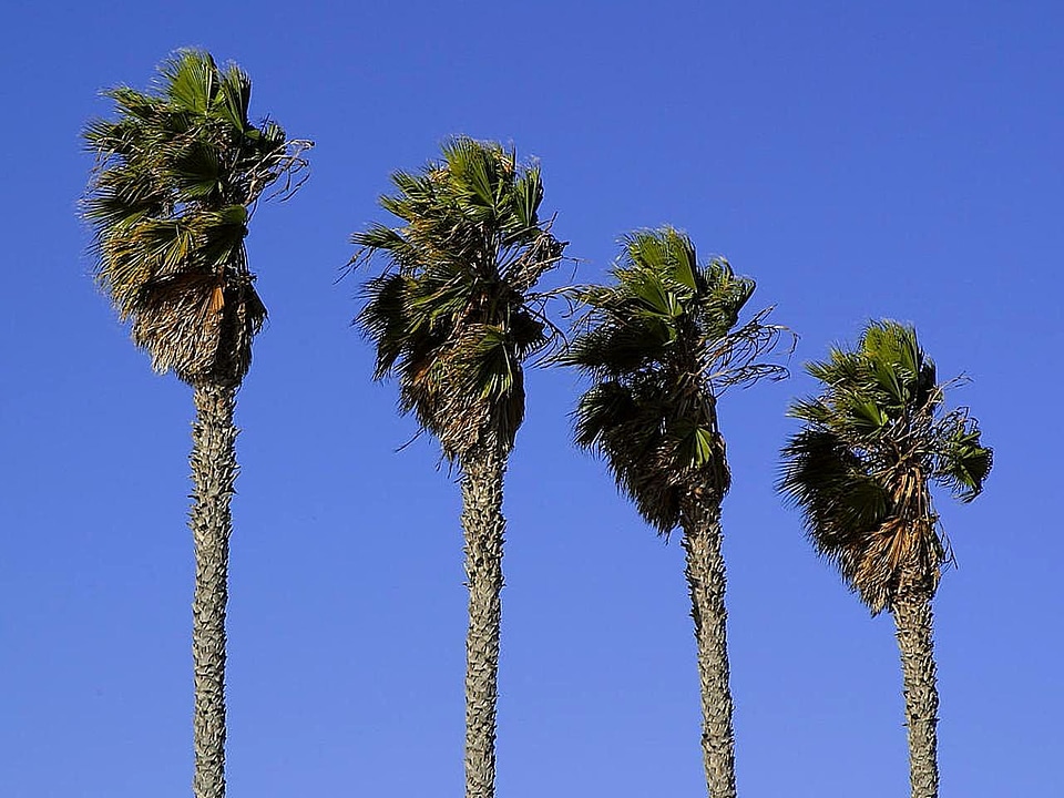 Palm trees 
