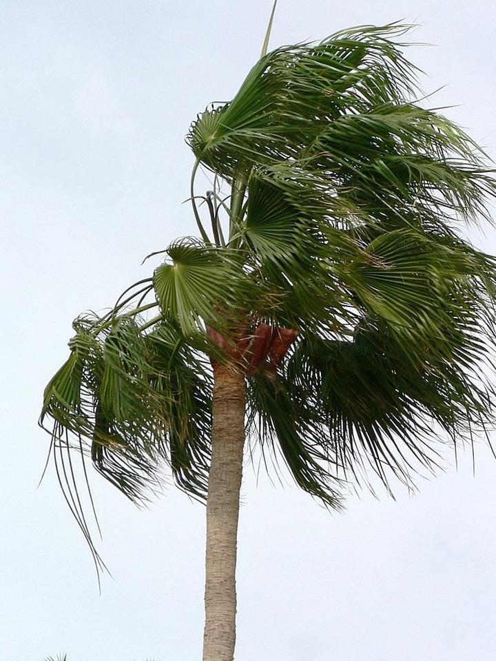 Blowing palm tree