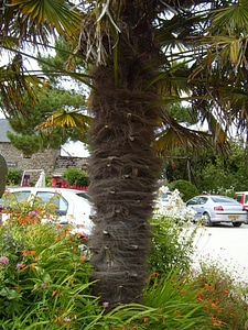 Palm tree trunk photo