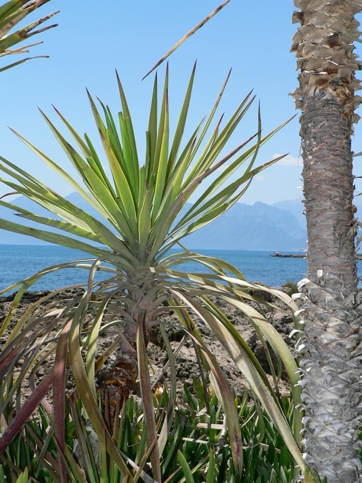Little palm tree