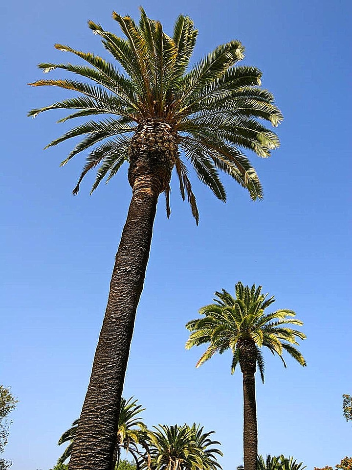 Blue blue sky palm
