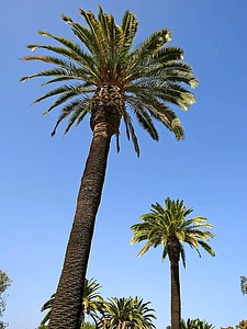Blue blue sky palm