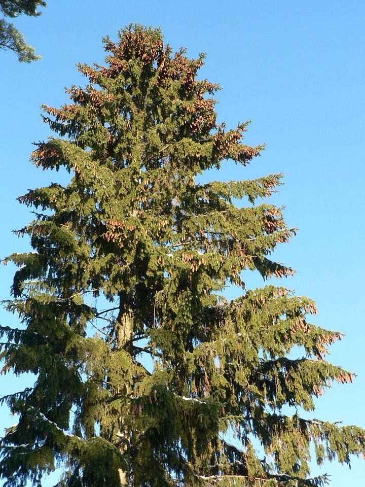 Red Spruce tree 