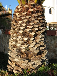 Palm tree tropical