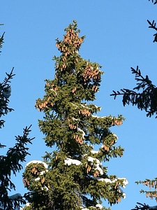 Red Spruce tree photo