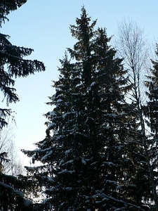 Forest red spruce trees photo