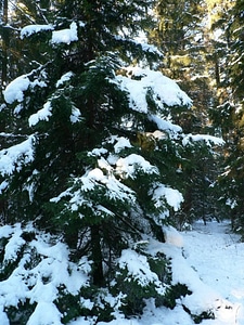 Red Spruce snow tree photo
