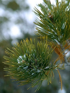 Leaves red spruce tree