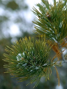 Leaves red spruce tree photo