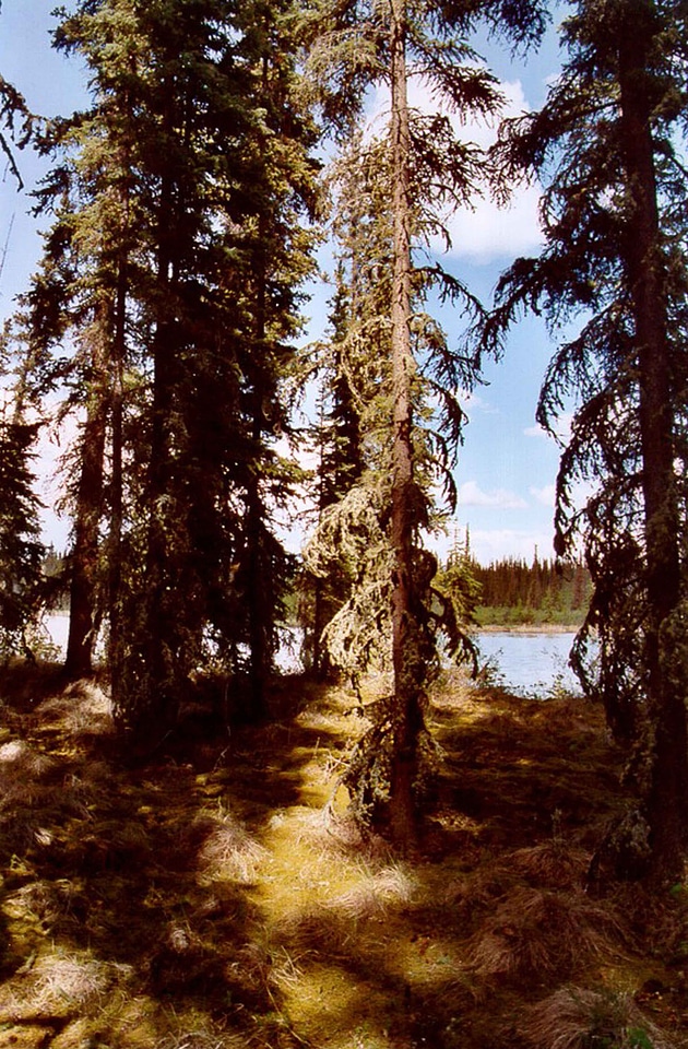 Bottom forest red spruce