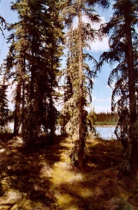 Bottom forest red spruce photo