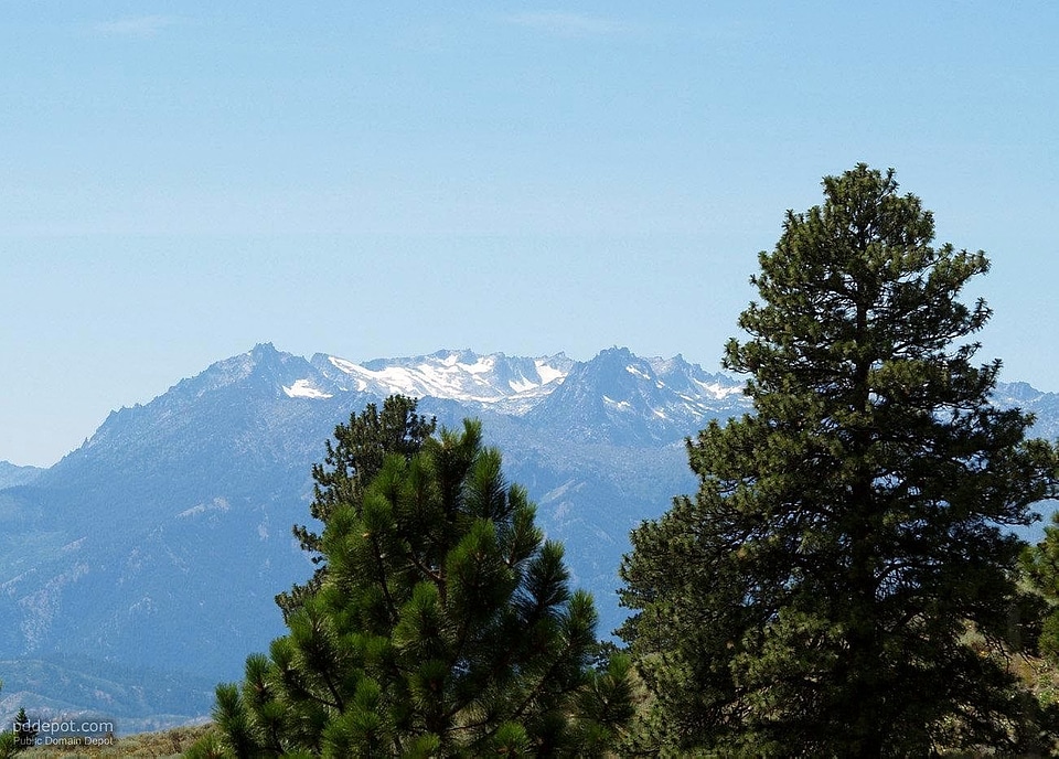 Conifer mountain tree