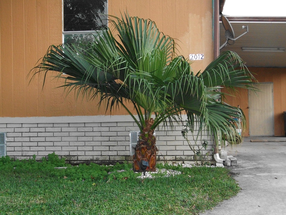 Little palm sort