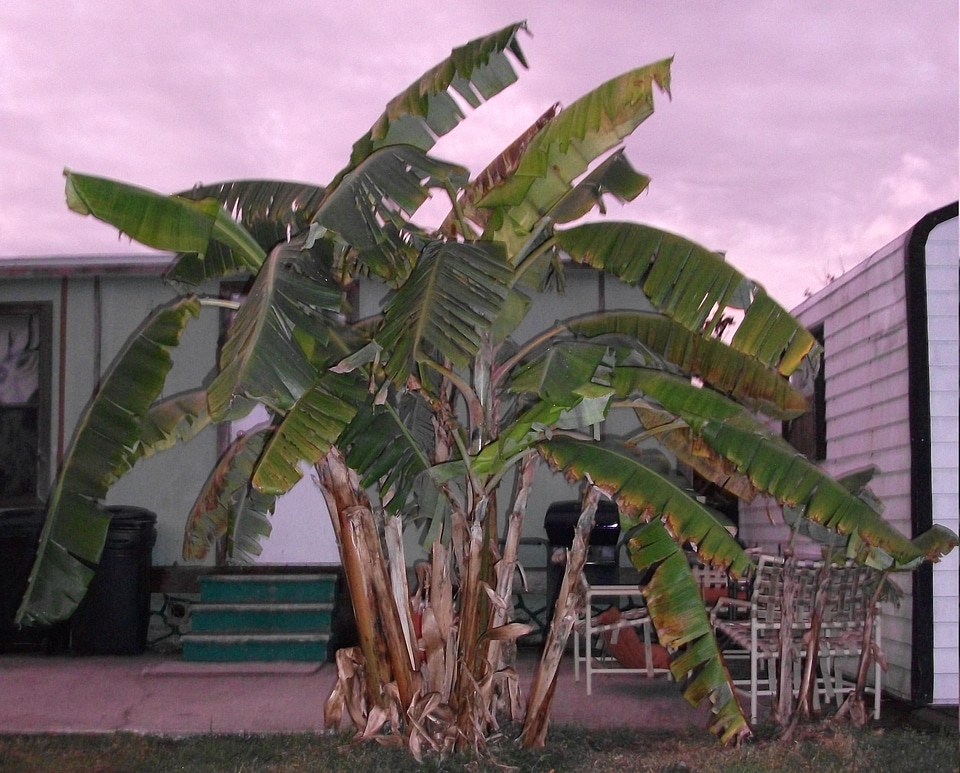Palm road tree