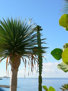 Cactus palm 