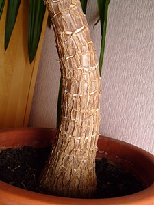 Palm tree 