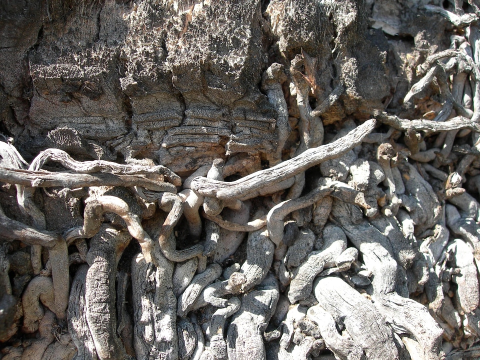Ancient close-up gray