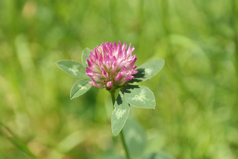 Fodder plant pink red