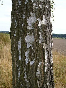 Birch tree trunk photo