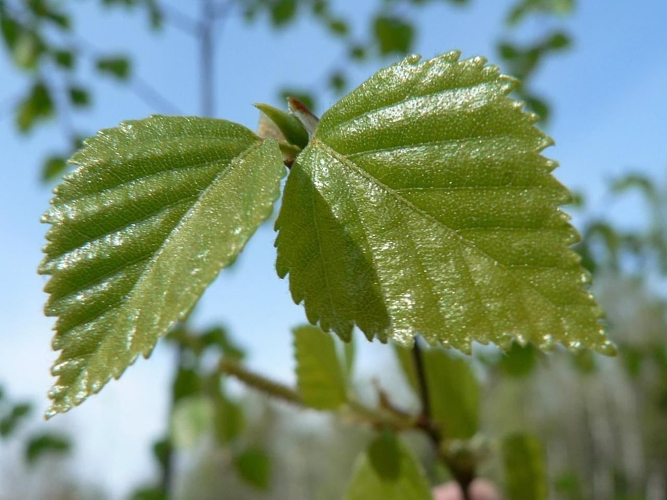 Birch leaves tree