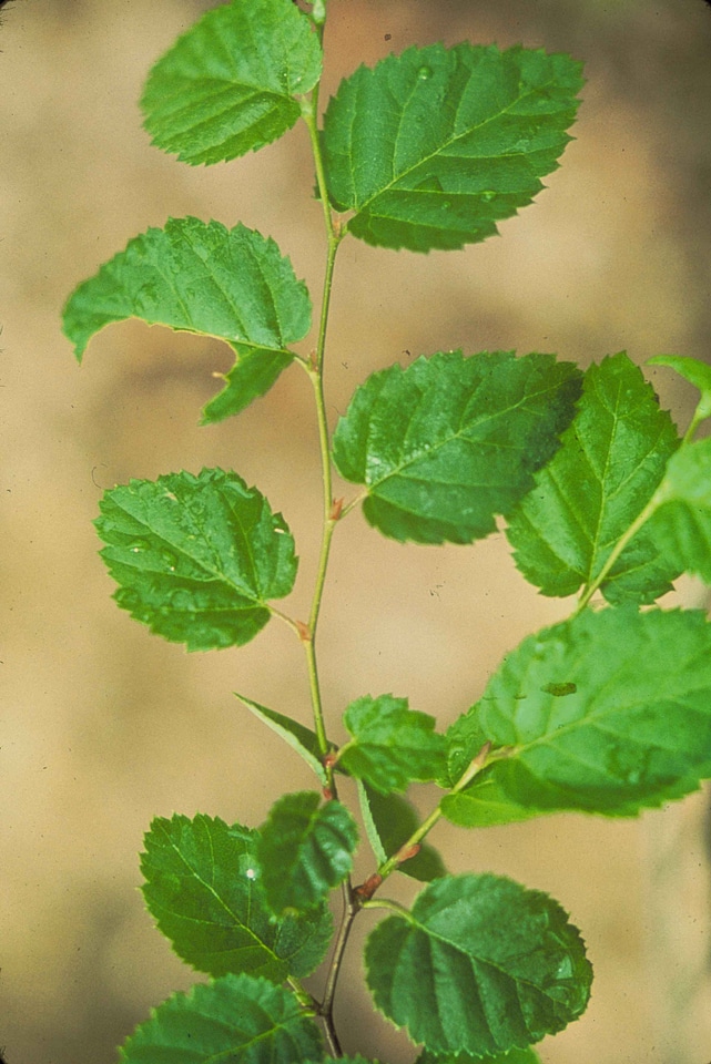 Birch leaf round