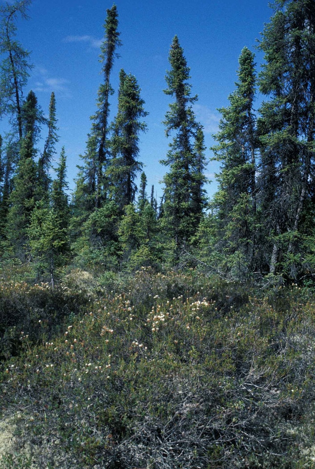 Black forest red spruce