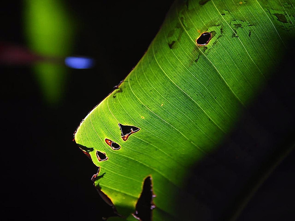 Balboa banana leaf