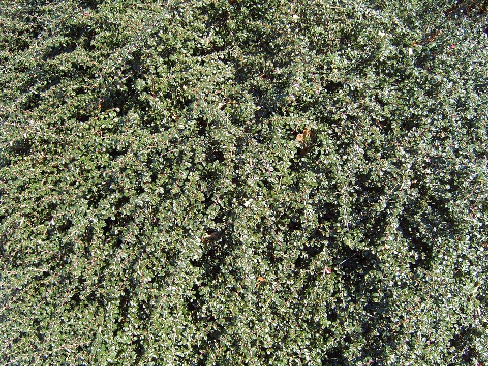 Close-Up conifer tree