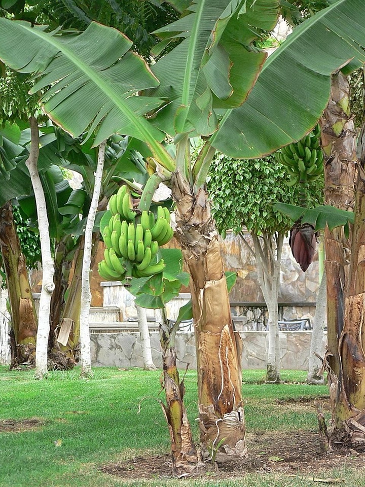 Banana greenery tree