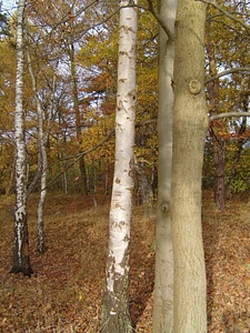 Birch other tree