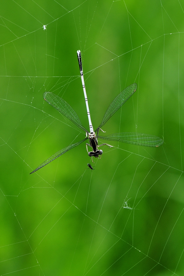 Cobweb prey insect