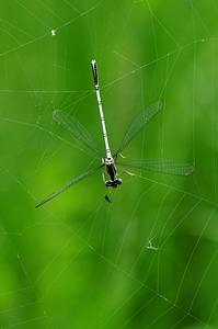 Cobweb prey insect photo