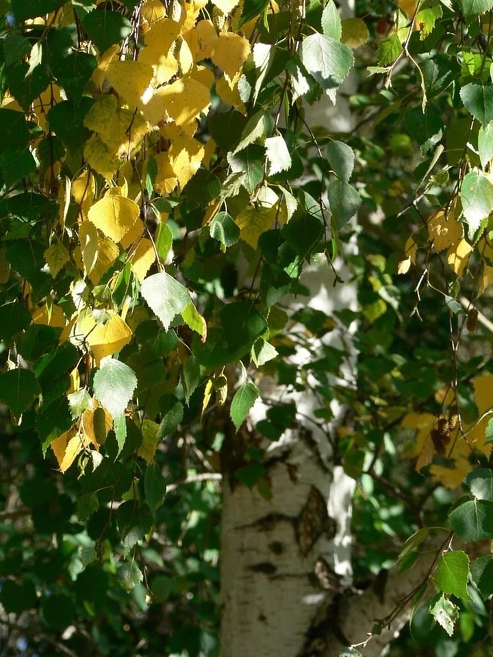 Birch leaves 