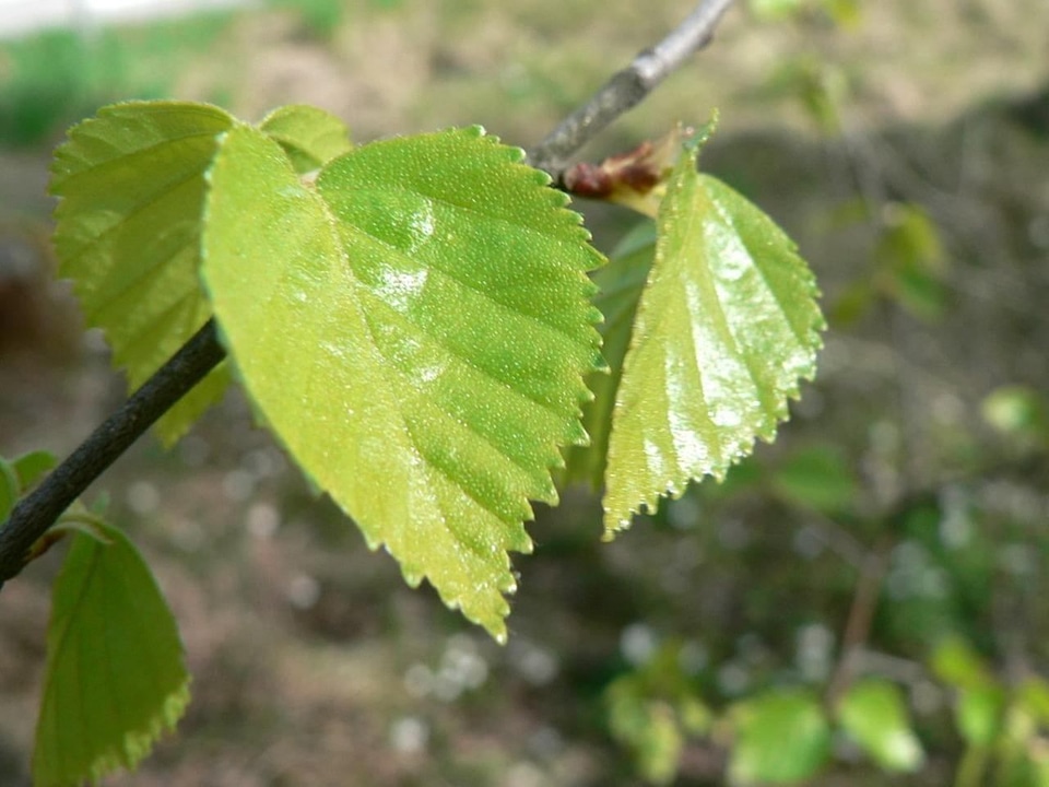 Birch greenery leaves