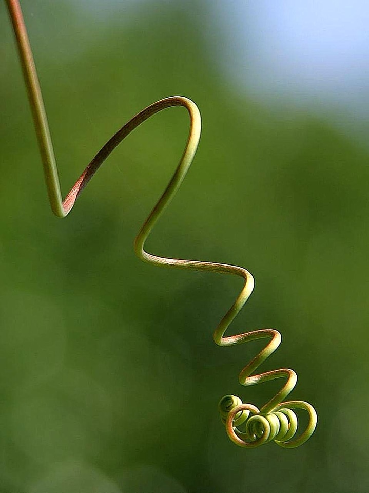 Plant vines 