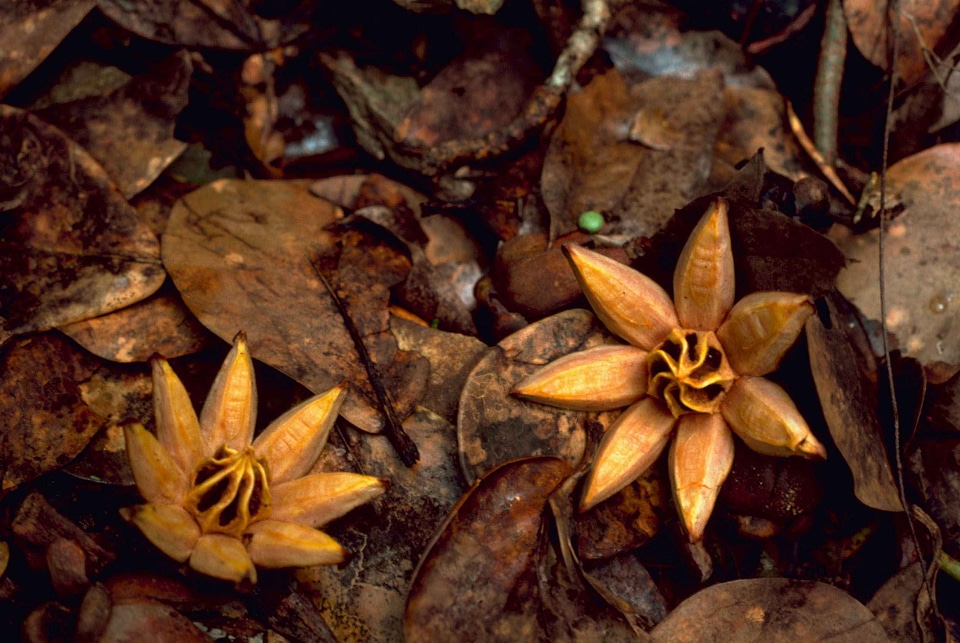 Mahogany plant seedling