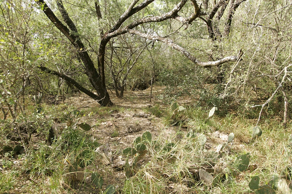 Crops desert habitat