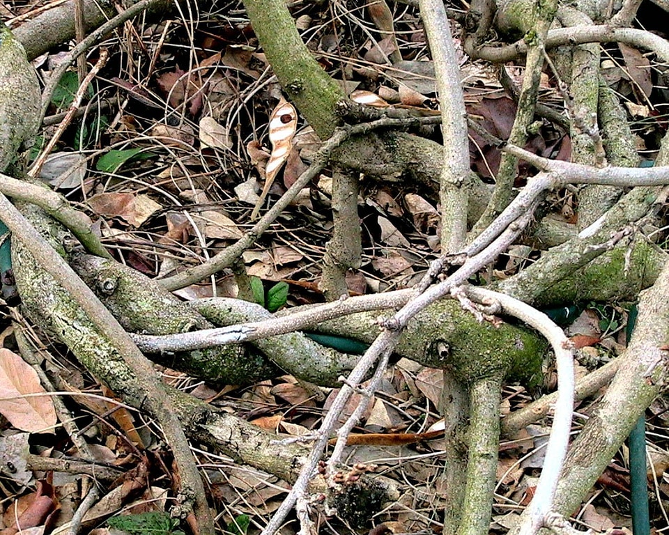 Vines wisteria 