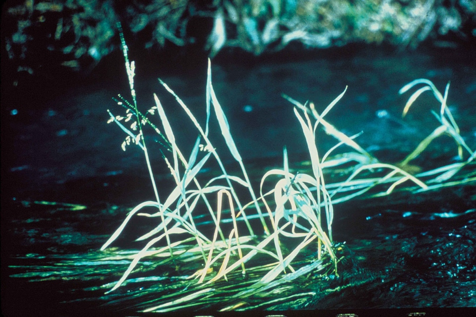 Canada grass plants plant