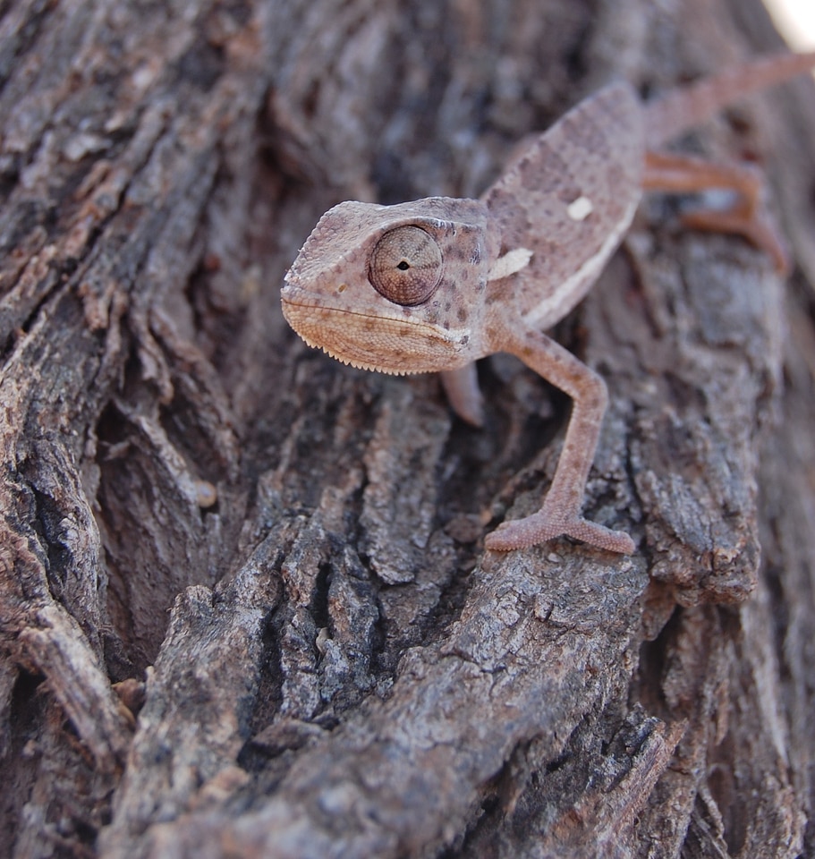 Eye animal wildlife