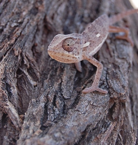 Eye animal wildlife
