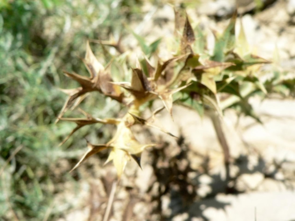 Plant spine 
