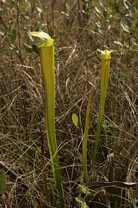 Crops pitcher trumpet
