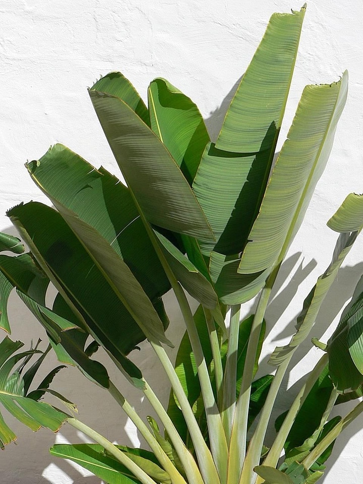 Banana greenery plant photo