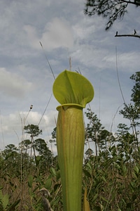 Close close-up crops