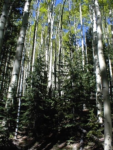Aspen grove trees photo
