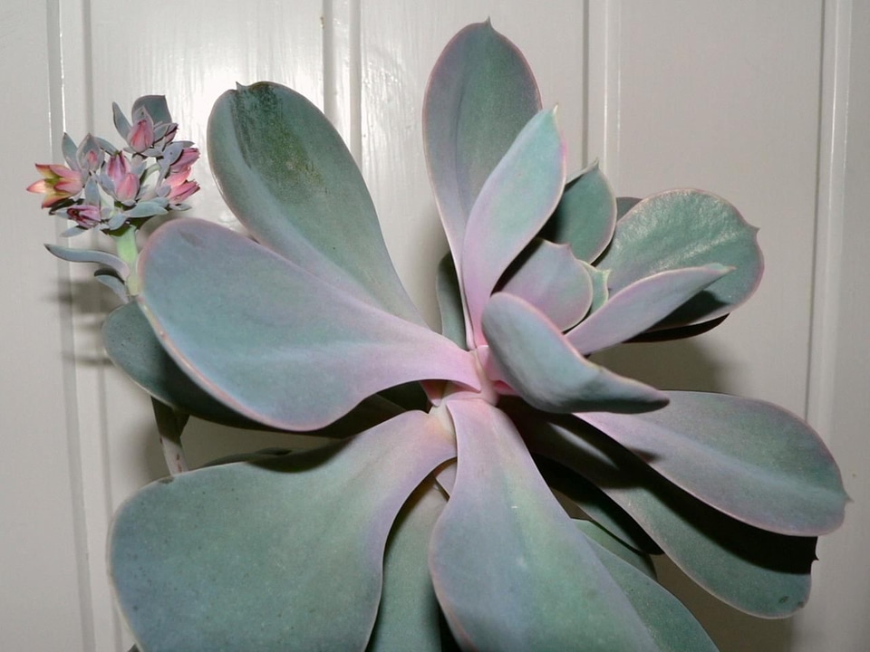 Leaves plant succulent